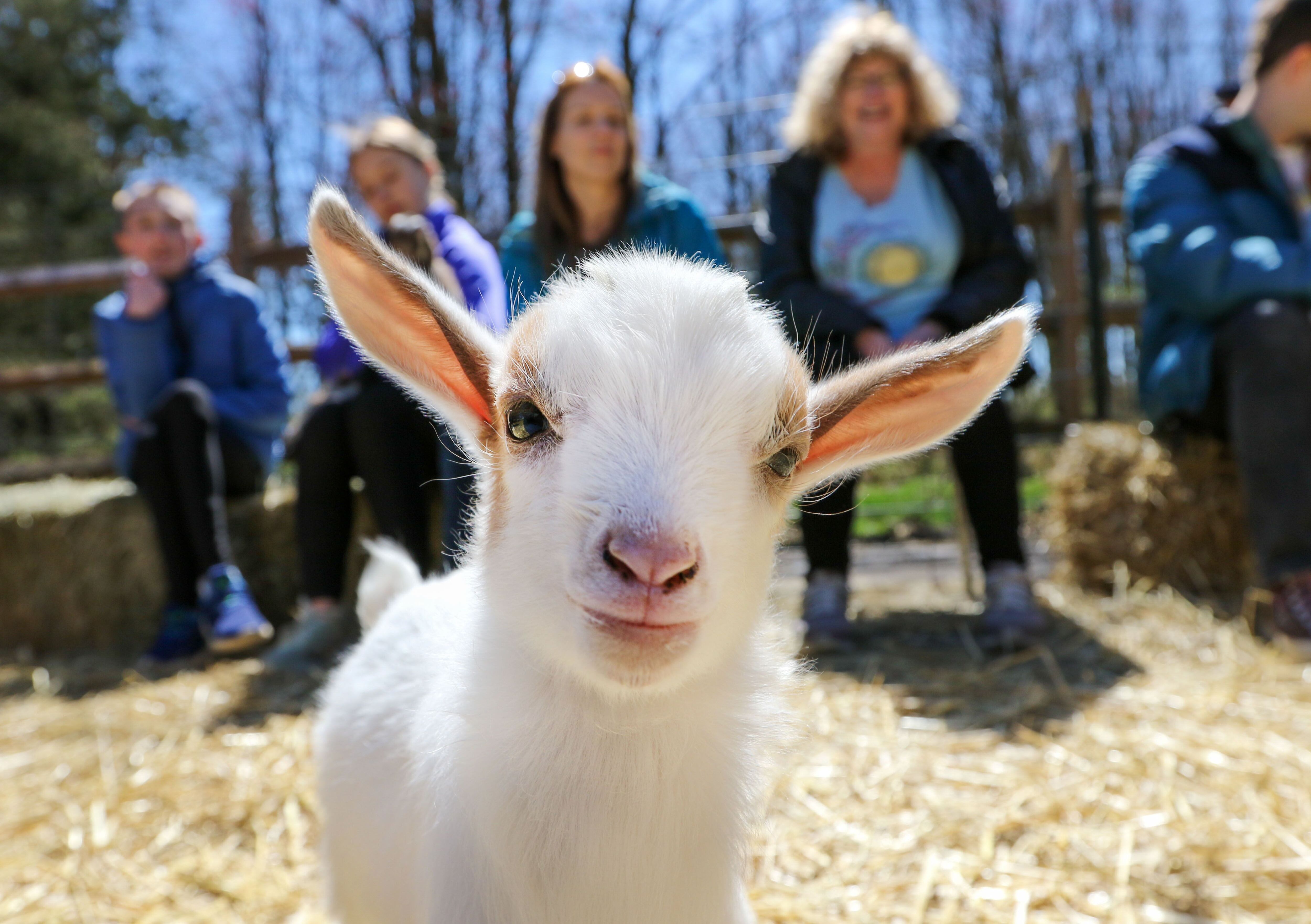 Baby goat at A Traveling Farm mobile petting zoo for birthday parties and events Port Orange FL