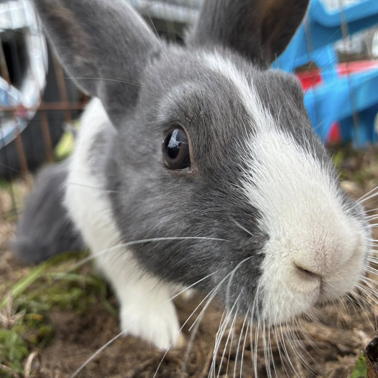 Bunny at A Traveling Farm mobile petting zoo kids birthday party Port Orange FL