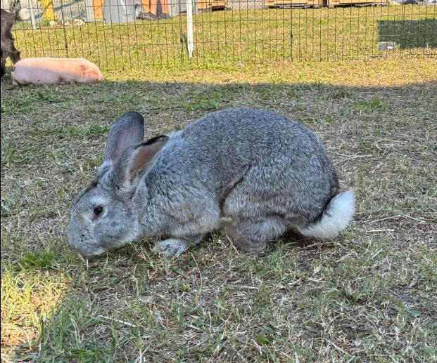Large grey bunny at A Traveling Farm mobile petting zoo Port Orange FL