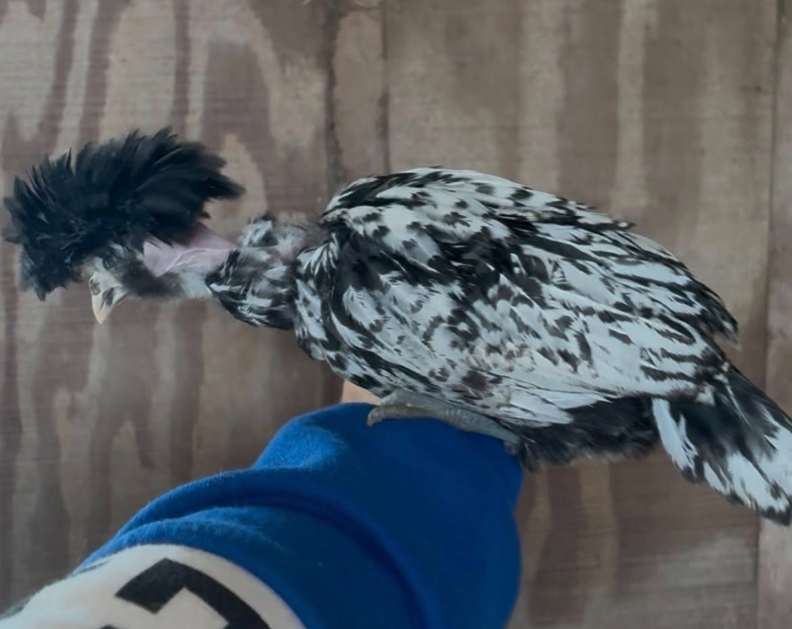 Speckled chicken at A Traveling Farm mobile petting zoo birthday party Port Orange FL