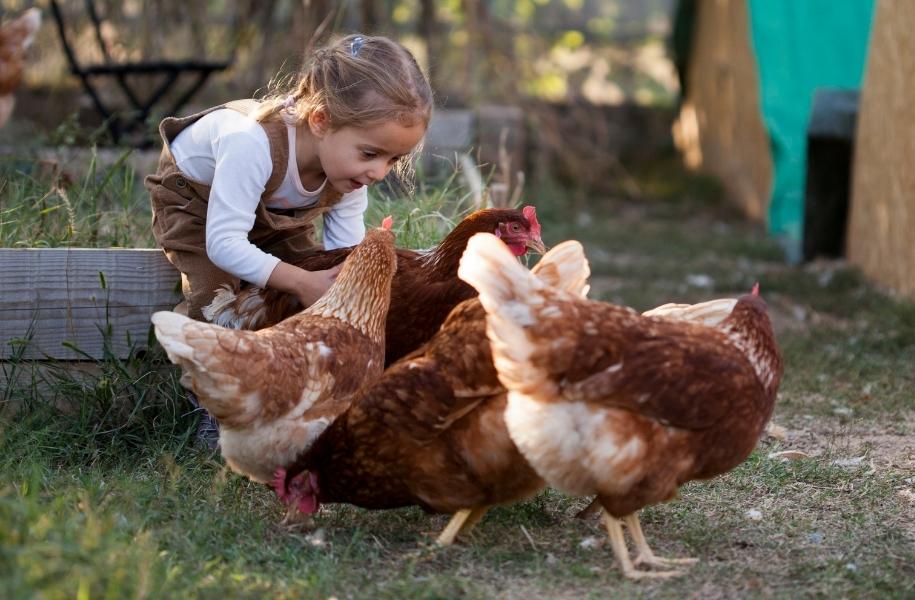 Chickens at A Traveling Farm mobile petting zoo for school events and birthday parties Port Orange FL