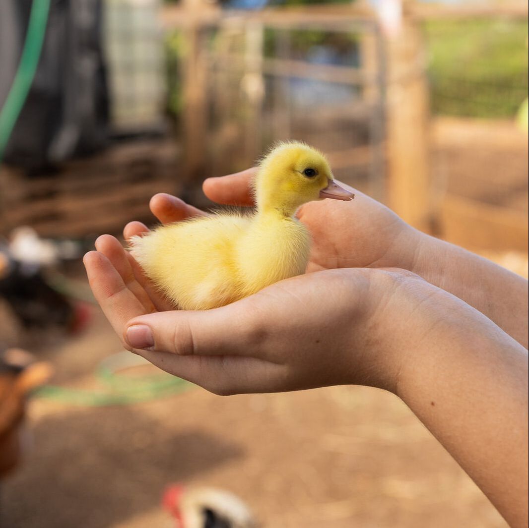 Ducks at A Traveling Farm mobile petting zoo community event Port Orange FL
