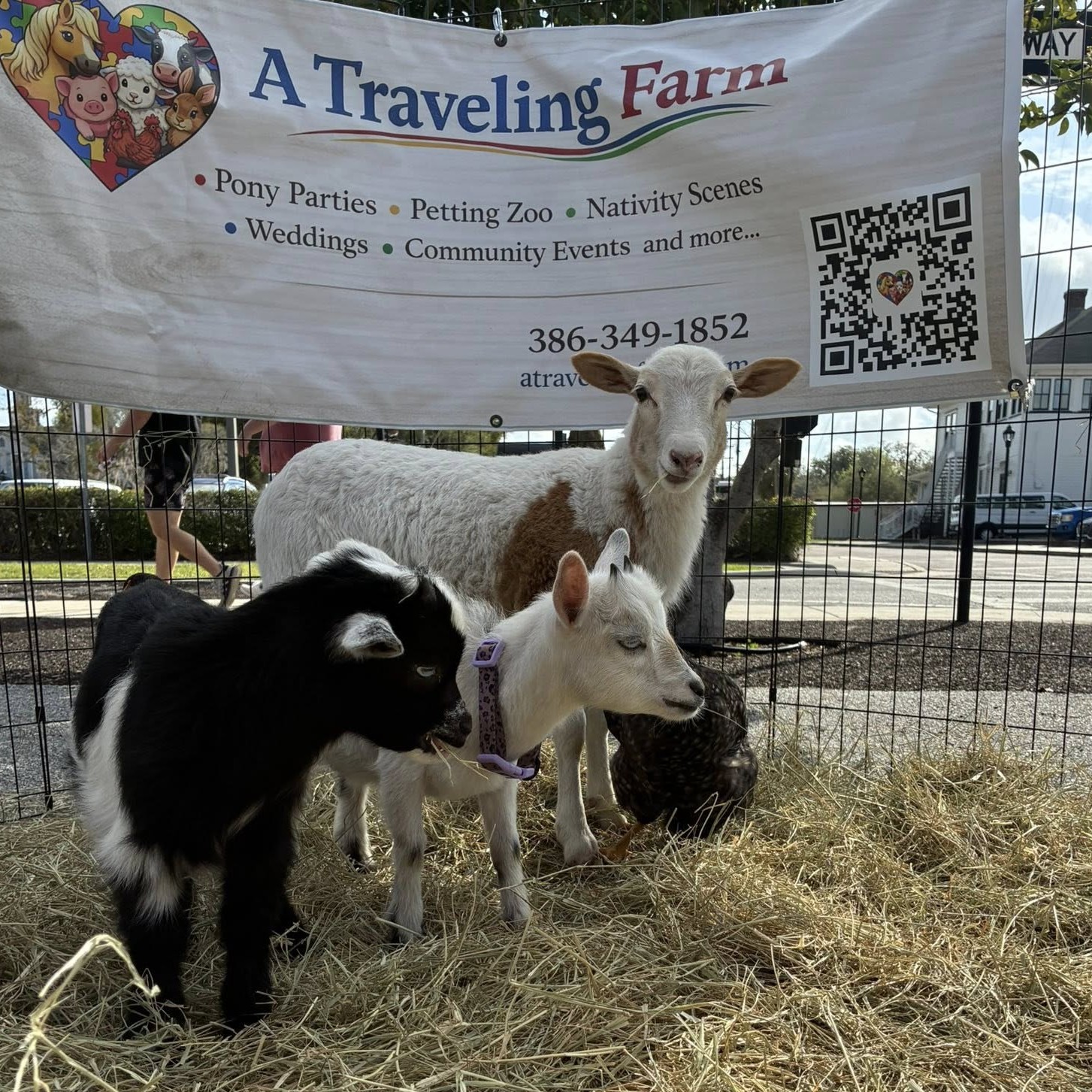 Baby goats at A Traveling Farm mobile petting zoo birthday party Port Orange FL