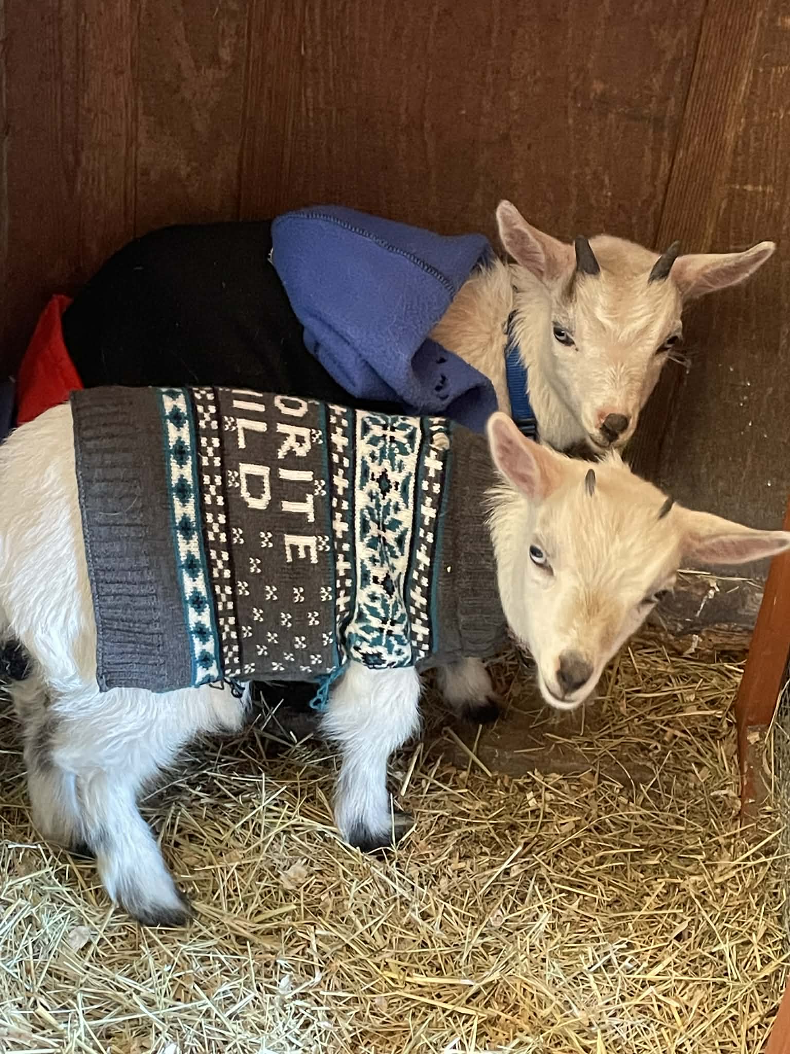 Goats meeting families at A Traveling Farm mobile petting zoo Port Orange FL