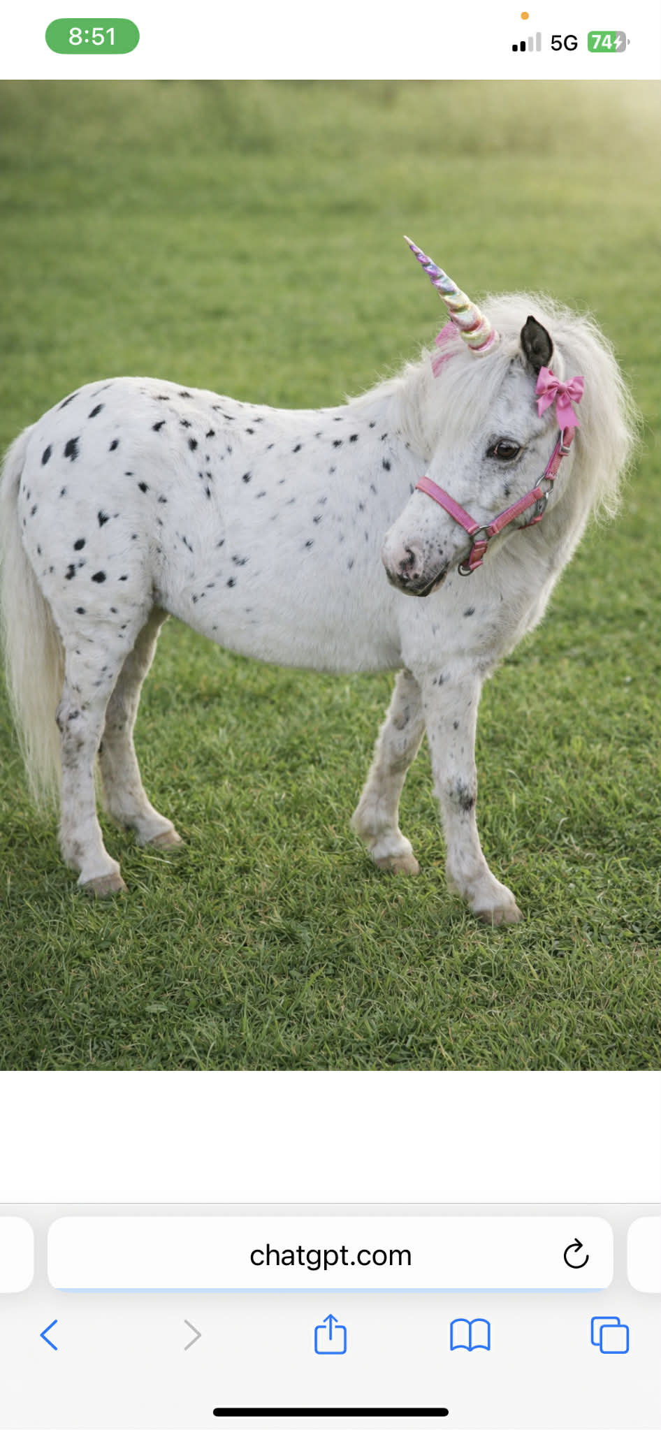 Mini leopard pony at A Traveling Farm mobile petting zoo Port Orange Florida