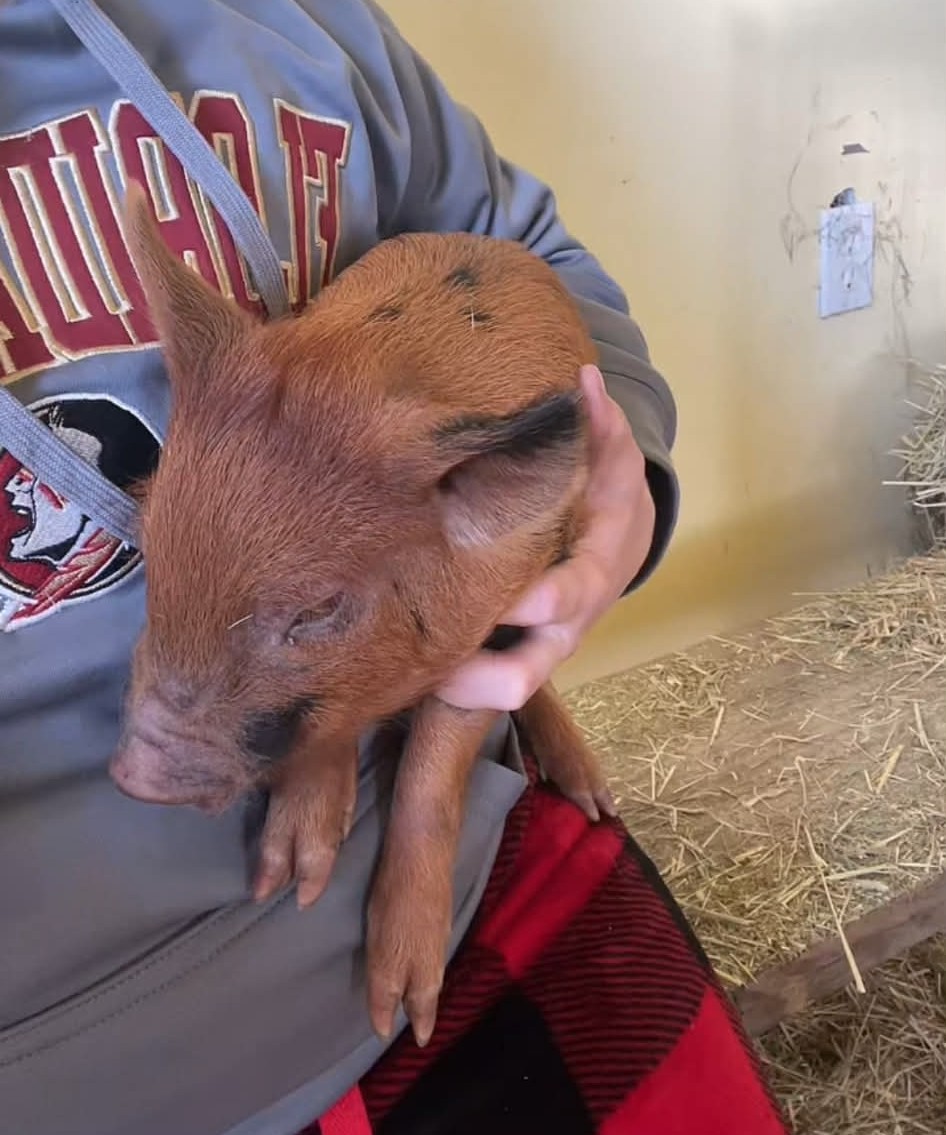 Piglet at A Traveling Farm mobile petting zoo event Port Orange Florida