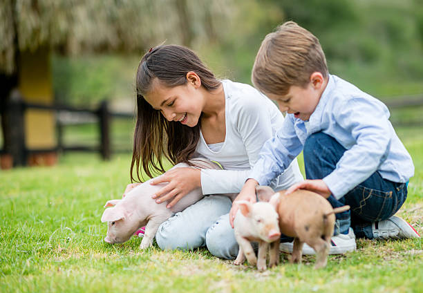 Piglets at A Traveling Farm mobile petting zoo Port Orange Volusia County FL