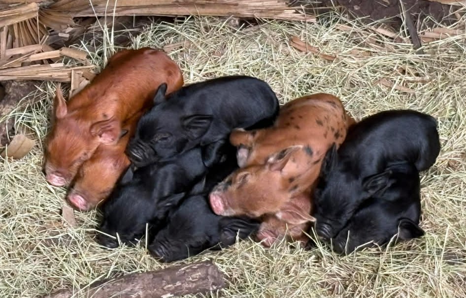 Piglets at A Traveling Farm mobile petting zoo kids events Port Orange FL