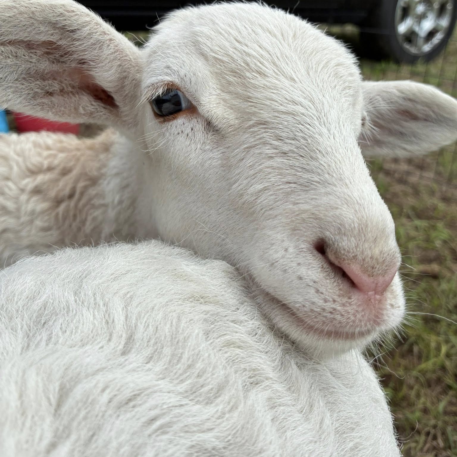 Friendly lamb at A Traveling Farm mobile petting zoo Port Orange FL
