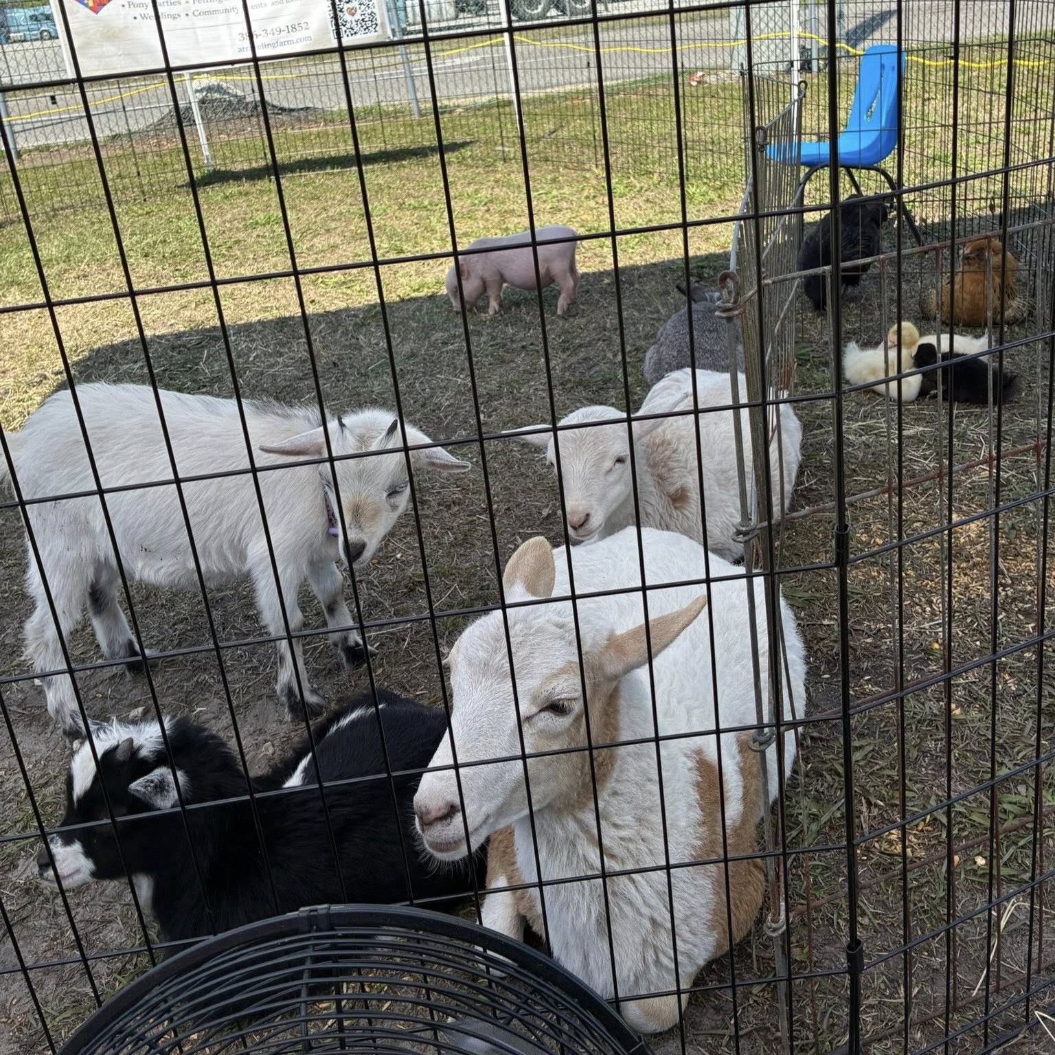 Lambs greeting guests at A Traveling Farm mobile petting zoo event Port Orange FL
